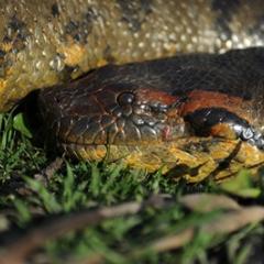 Snake