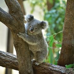 Koala resting on a tree