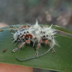 Fluffy beetle rests on a green leaf