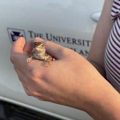 Lizard