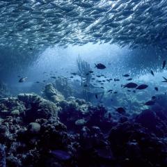 Fish swimming in the ocean