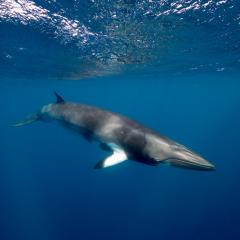 Whale