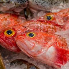 Orange roughy