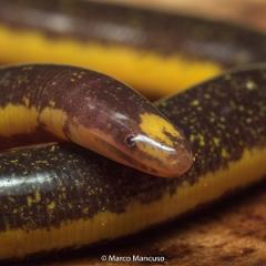 Caecilian