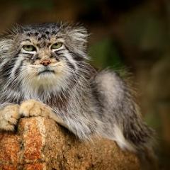 Pallas's cat (Octolobus manul). Image: Ondrej Prosicky / Adobe Stock