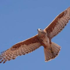 Goshawk