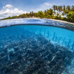 Seaweed farm