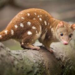 Quoll