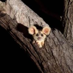 Greater glider