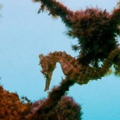 Seahorse