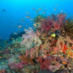 Coral reef