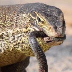 Lizard