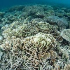 Dead coral