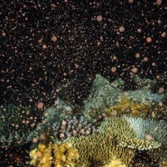 Coral