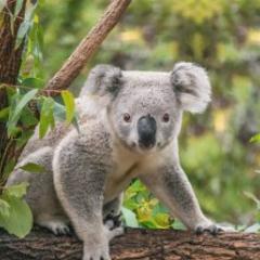 Koala