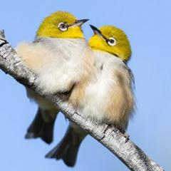 Birds