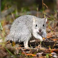 Native animal
