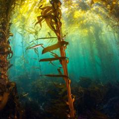 Seaweed