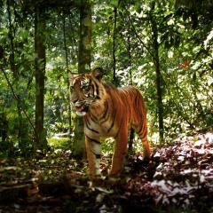 Sumatra tiger