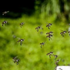 Bees
