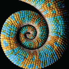 Cover of the book showing the colourful tail of a reptile