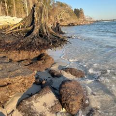 Mangroves damaged by rising sea levels