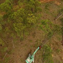 Tree by tree land clearing for housing