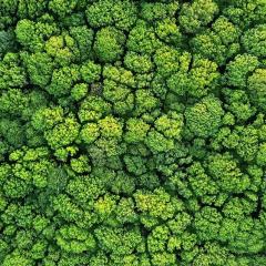 Bird's eye view of tree tops