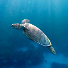 Turtle