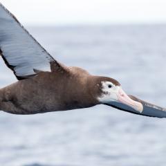 Albatross flying