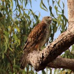 Red goshawk