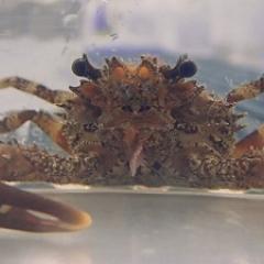 Crab