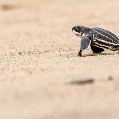 Turtle