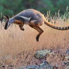 Kangaroo