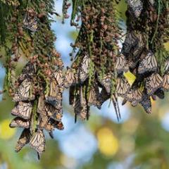 Butterflies