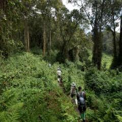 Rainforest