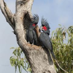 Cockatoos