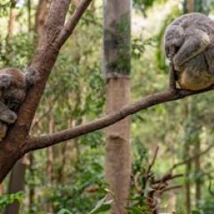 Koalas