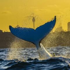 Whale