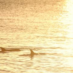 Dolphins