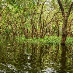 Mangroves