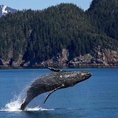 Humpback whale breaching