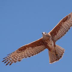 Red goshawk. Image credit: James Watson