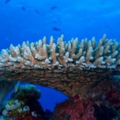 Image of coral
