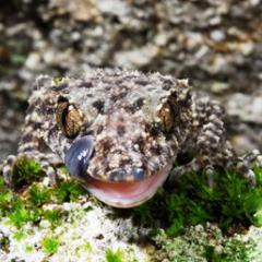 Lizard