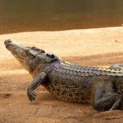 Crocodile