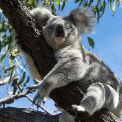 Koala