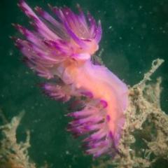 Nudibranch