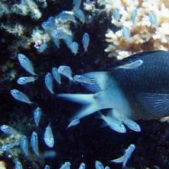 Reef fish