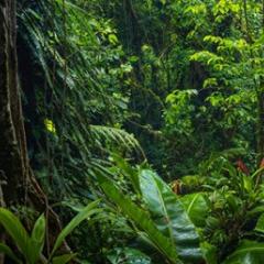 Rainforest